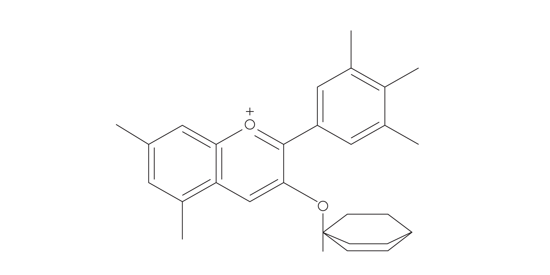Vitis Vinifera (Grape) Seed Extract